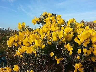 10-Gorse-Hedging-Furze-Hedges-Whin-Hedge-Prickly-Plants-0