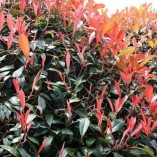 10-Photinia-Red-Robin-Hedging-Hedge-Plants-20-30cm-0-0