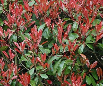 10-Photinia-Red-Robin-Hedging-Hedge-Plants-20-30cm-0