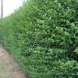 5-Green-Privet-Hedging-Plants-Ligustrum-Hedge-20-40cm-Dense-Evergreen-Potted-0