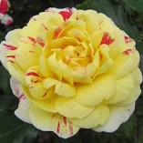 ALL-AMERICAN-MAGIC-4lt-Potted-Hybrid-Tea-Garden-Rose-Bush-Fragrant-Red-Yellow-Stripe-0-3
