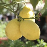 Citrus-Lemon-Tree-12M-tall-0-0