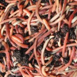 Composting-Worms-250g-0