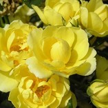 HAPPY-BIRTHDAY-4lt-Potted-Patio-Garden-Rose-Bush-Lemon-Yellow-Great-Birthday-Present-0