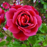 Hot-Chocolate-Garden-Bush-Rose-with-35l-Pot-Size-0