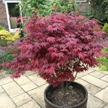 Japanese-Purple-Maple-Tree-Acer-Palmatum-Atropurpureum-Plant-15-20cm-Tall-In-a-9cm-Pot-0