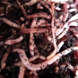Mixed-Composting-Worms-250g-0