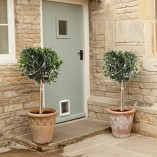 Pair-of-Hardy-Standard-Olive-Tree-Set-of-2-1-tall-0