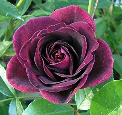 Perfect-Plants-35-Litre-Burgundy-Ice-Garden-Bush-Rose-in-a-Pot-0
