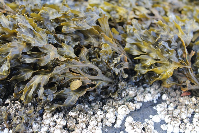 Seaweed