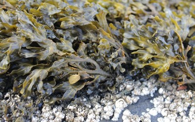 Organic Seaweed to improve Plant Development