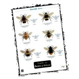 Solitary-Bee-Hive-PLUS-laminated-field-guide-to-British-bees-0-0